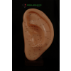 Anatomik Akupunktur Kulak Maketi 22 Cm - Detaylı Noktalar