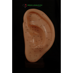 Anatomik Akupunktur Kulak Maketi 22 Cm - Detaylı Noktalar